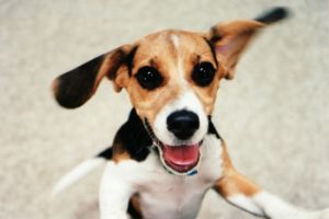 dog training classes hong kong Stanley Veterinary Centre