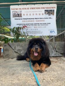 dog kennels hong kong Sai Kung Stray Friends Foundation