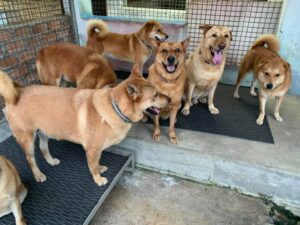 hamster adoption hong kong Sai Kung Stray Friends Foundation