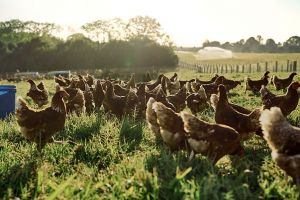 Young Farmer with Flock of Chickens