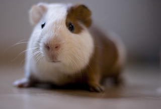 guinea pig care guide