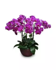 stores to buy indoor plants hong kong Flower Delivery Hong Kong 網上花店