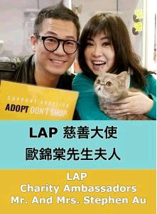 pet adoption sites hong kong LAP Cat Adoption Centre