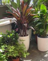 cheap plants hong kong Green It Up HK